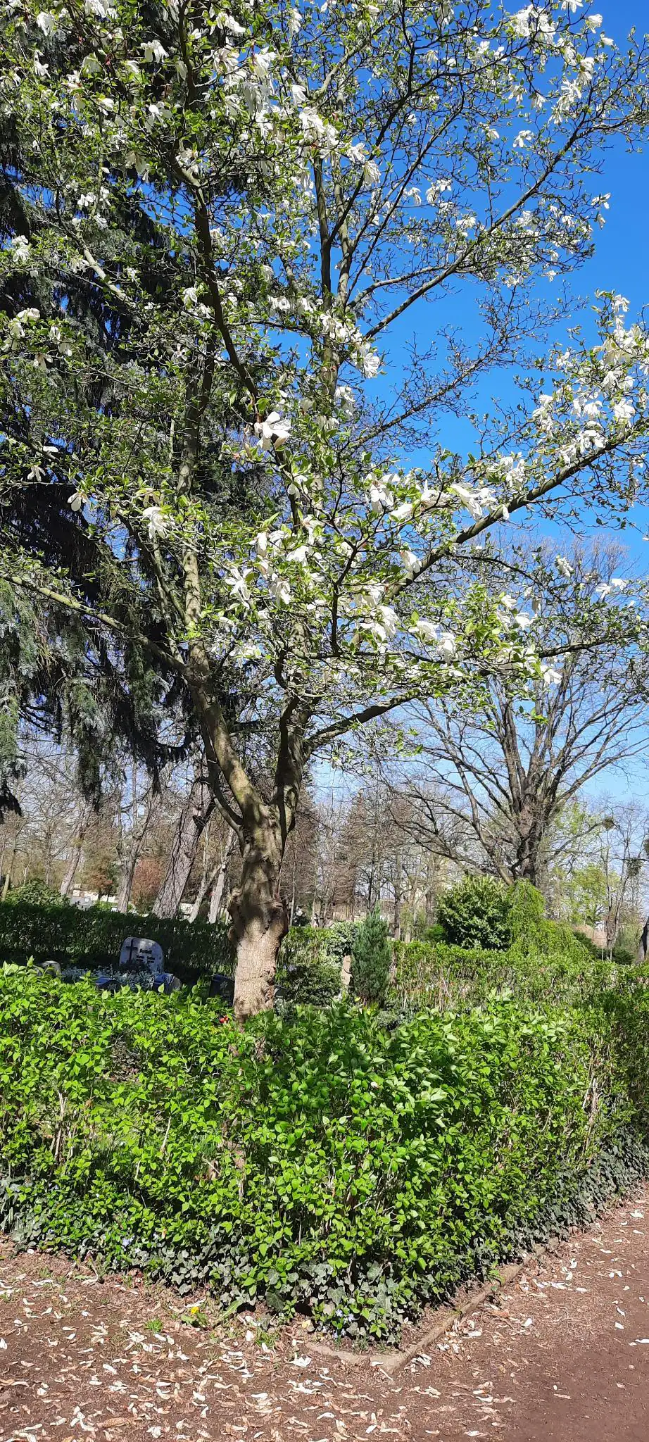 Ein blühender Baum in einer gepflegten Gartenanlage unter blauem Himmel. Die Szene vermittelt Frühlingsstimmung und Ruhe in der Natur.